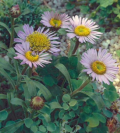 Townsendia eximia – This species grow in my rock garden, but it is ...