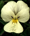viola_calcarata 2.jpg (14046 bytes)