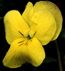 viola_calcarata 3.jpg (14137 bytes)